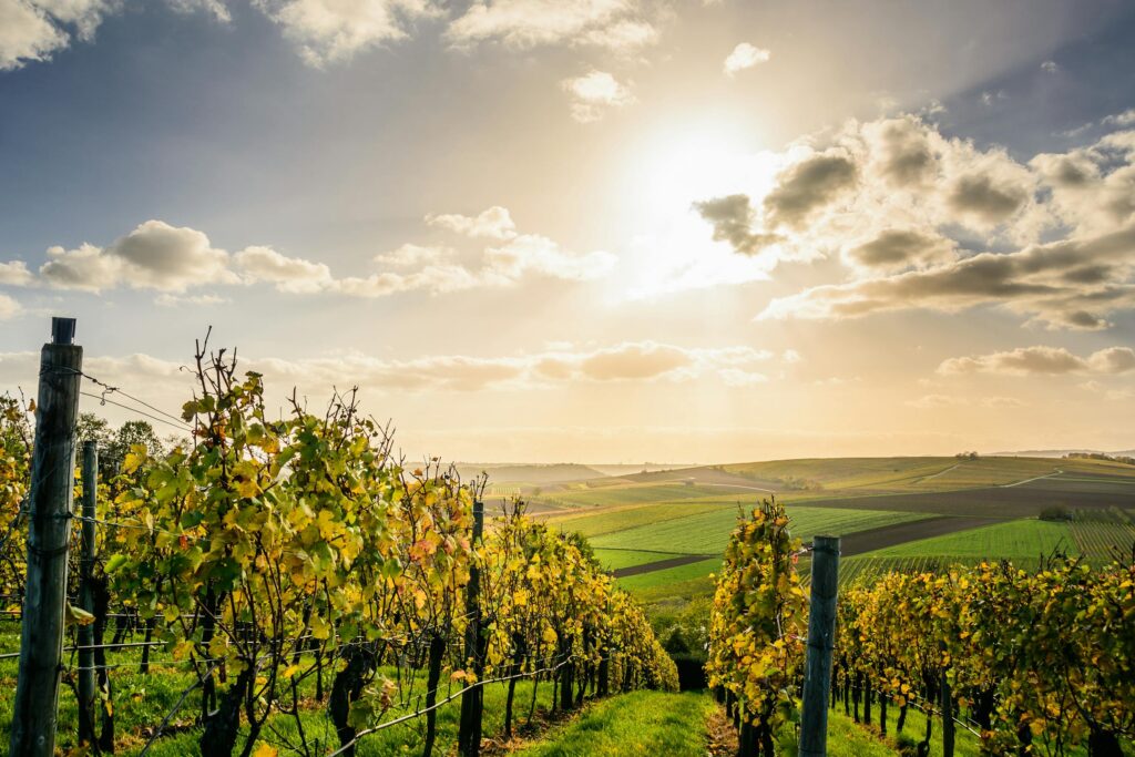 Junger Wein bei Drautz