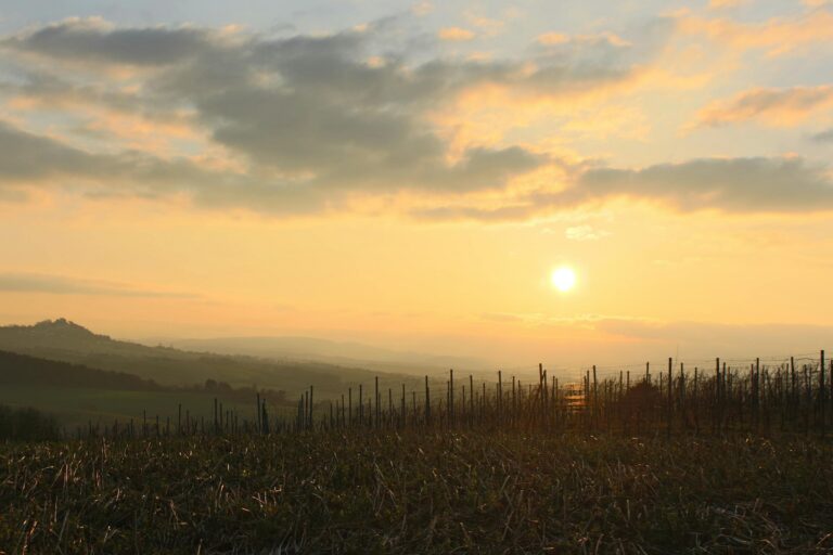 Weinwanderung Heuchelberg